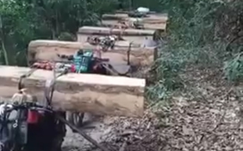 Kon Tum: Mật phục, bắt giữ 11 người vận chuyển gỗ trái phép