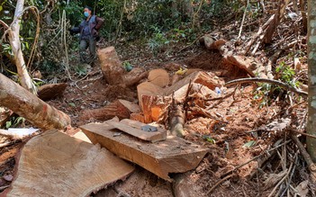 Kon Tum: Lâm tặc phá rừng ở Măng Đen, chỉ cưa lấy phần gốc cây