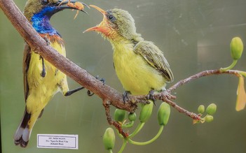 Khai mạc Liên hoan ảnh Nam Trung bộ - Tây nguyên