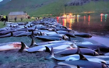 Gần 1.500 con cá heo bị giết thịt tại Faroe, gây phẫn nộ