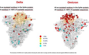 Công bố hình ảnh đầu tiên về Omicron cho thấy 43 đột biến, hơn gấp đôi Delta