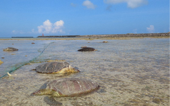 Ngư dân Nhật Bản đâm chết hàng chục con rùa quý hiếm