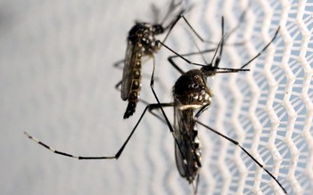 Công ty con Alphabet dùng trí tuệ nhân tạo chống muỗi