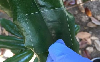 Màn hình smartphone tương lai có thể làm bằng gỗ trong suốt