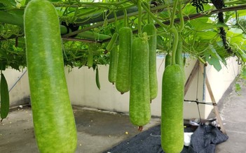 Chàng trai 'gây sốt' với vườn nông sản Việt trĩu quả trên sân thượng ở Hàn Quốc
