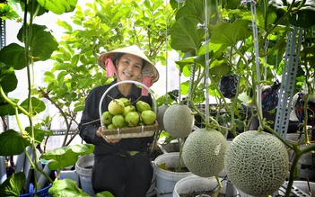 “Bà đỡ” của những khu vườn nông sản sân thượng sai trĩu quả