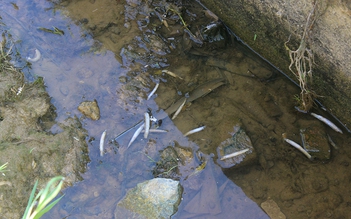 Cá chết ở Hà Tĩnh nghi do cụm công nghiệp xả thải