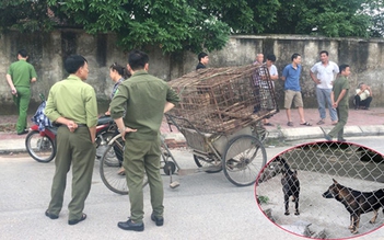 Chó 'điên' lăn ra chết sau khi cắn liên tiếp 5 người ở Hà Tĩnh