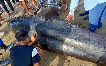 Cá voi gần 1 tấn trôi dạt vào bờ biển Hà Tĩnh
