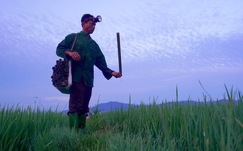 Độc đáo nghề thả trúm lươn đồng ở Hà Tĩnh