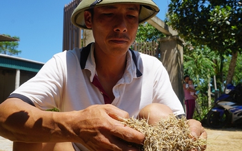 Nông dân Hà Tĩnh méo mặt nhìn lúa nảy mầm sau lũ rút