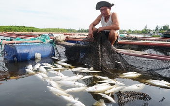Hơn 80 tấn cá nuôi ở Hà Tĩnh chết trắng các lồng bè