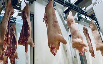 Sản lượng lợn tái đàn được đưa ra thị trường sẽ tăng từ tháng 3