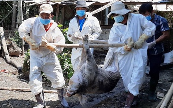 Việt Nam là nước đầu tiên sản xuất thành công vắc xin dịch tả lợn châu Phi