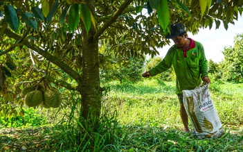 Điều kiện ngặt nghèo Trung Quốc quy định để nhập khẩu sầu riêng từ Việt Nam