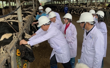 Đàn bò sữa cao sản thuần chủng Mỹ nhập trại TH khai xuân Canh Tý