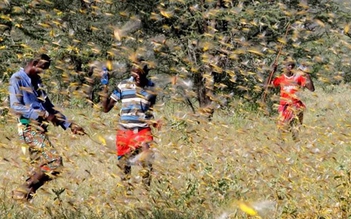 Châu chấu lạ di cư từ Trung Quốc cắn phá tre nứa, hoa màu ở Điện Biên