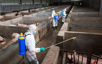 Cúm lợn Trung Quốc có thể gây đại dịch, Việt Nam đủ năng lực xét nghiệm virus