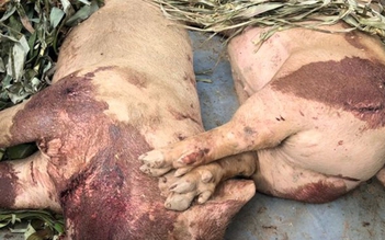 Bộ Nông nghiệp đề nghị đình chỉ, công khai cơ sở giết mổ lợn bệnh