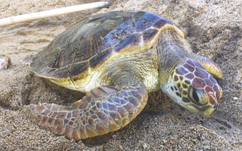 Vận chuyển 12 con rùa biển bị tuyên phạt 18 năm tù