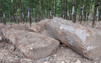 Công an xử phạt người đào 'cây gỗ chôn vùi dưới đất' có xác đáng?