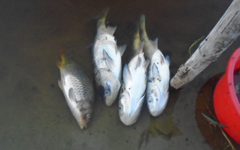Cá chết hàng loạt tại hồ nhận nước thải trực tiếp từ nhà máy dệt nhuộm