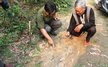 Vụ nghi báo hoa mai xuất hiện, dê nhà mất tích: 6 con dê tự tìm về trại