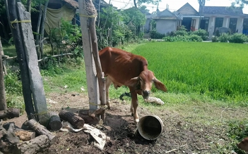 Làm rõ việc bò chính sách 'đi lạc' vào nhà cán bộ và lò mổ