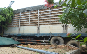 Nửa đêm xe container chở gỗ dăm mất lái vào 'thăm nhà dân' trên Quốc lộ 9