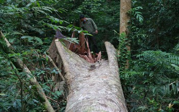 Phá rừng ở Quảng Trị: Nhiều cây lớn bị đốn hạ trong khu bảo tồn thiên nhiên