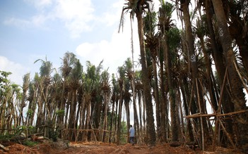 'Vincom Quảng Trị' bắt đầu xây dựng, rừng cây cọ dầu sẽ ra sao?