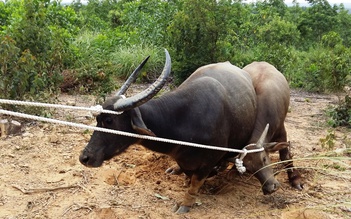 Quảng Trị: Trâu hoang xuất hiện trong khu rừng trồng, người dân lo sợ