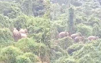 Quảng Nam: Người dân phát hiện đàn voi rừng trong lúc đi rẫy