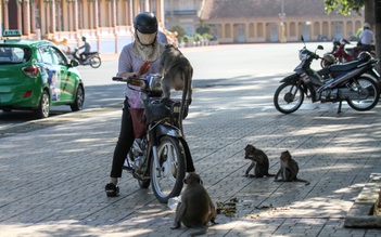 Tây Ninh: Đề nghị di dời đàn khỉ trong Tòa Thánh Cao Đài về rừng tự nhiên