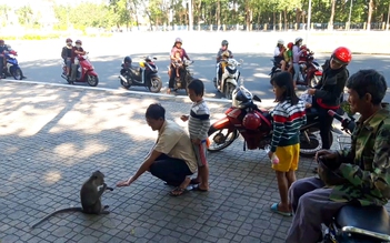 UBND tỉnh đồng ý di dời đàn khỉ trong Tòa Thánh Cao Đài Tây Ninh