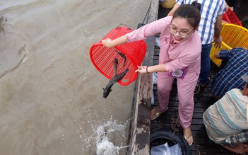 Thả hơn 2 tấn cá, tôm giống xuống sông Cổ Chiên