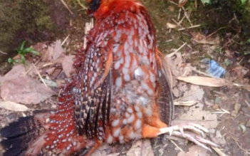 Điều tra nghi phạm bắn chết gà lôi tía quý hiếm ở Vườn quốc gia Hoàng Liên