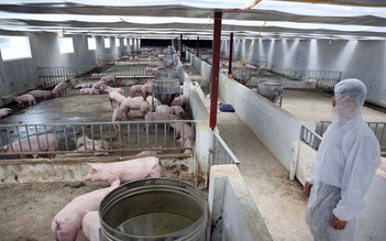 Chăn nuôi lợn đạt mục tiêu kép: Tăng đàn và kiểm soát dịch tả lợn châu Phi