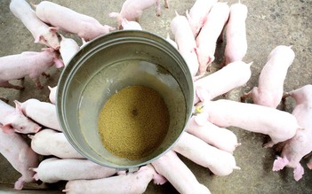 Chăn nuôi an toàn sinh học ngăn chặn dịch tả lợn châu Phi
