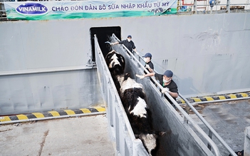 Vinamilk nhập khẩu 2.100 bò sữa HF thuần chủng từ Mỹ về trang trại Quảng Ngãi