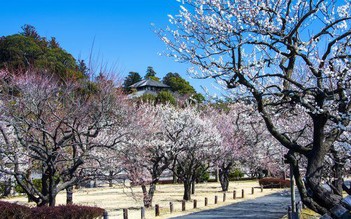 Thưởng lãm 3 sắc hoa anh đào tuyệt đẹp ở Fukushima, Nhật Bản