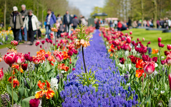 Cùng Vietravel đến Hà Lan khi mùa hoa tulip đẹp nhất