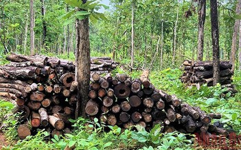 Đắk Lắk: Khởi tố vụ hàng chục khối gỗ không rõ nguồn gốc