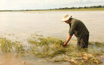 Thiệt hại gần 240 tỉ đồng vì mưa lũ, Đắk Lắk đề nghị Trung ương hỗ trợ
