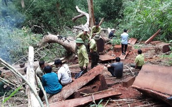 Đắk Lắk: Khởi tố 3 người vào vườn quốc gia hạ gỗ quý, thuê voi chở về
