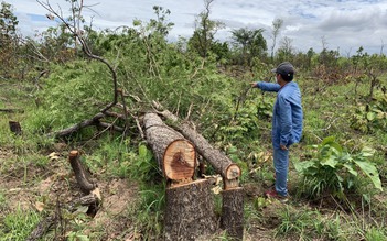Đắk Lắk: 382 ha rừng bị tàn phá được phát hiện qua gần 1 tuần đo đạc