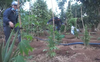 Đắk Lắk: Phát hiện vụ trồng cả ngàn cây cần sa... 'cho gà ăn'