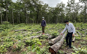 ĐắkLắk: Sẽ chuyển cơ quan điều tra vụ phát hiện các bãi gỗ không rõ nguồn gốc