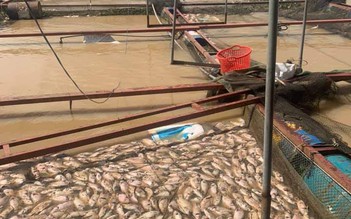 Đắk Lắk: Người dân mất hàng trăm tấn cá do lũ trên sông dâng cao