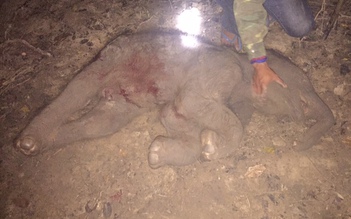 Voi nhà đầu tiên mang thai trong 30 năm qua đã sinh nhưng voi con tử vong